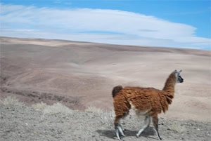 Where We Went: GoNOMAD's Staff Travels 2009 4 Llama in the desert of Northern Chile near Iquique. photo by Max Hartshorne.