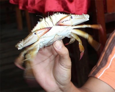 Crab--choose the liveliest ones.