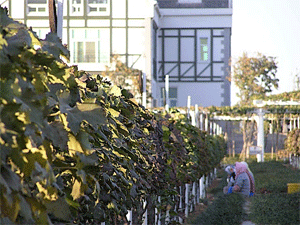 Picking grapes at a vineyard in Yantai, Photo ©Shelley Seale