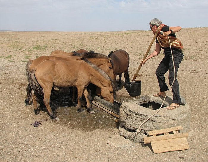 Rensina watering some thirsty horses in the Gobi Desert. In some wells there was a bucket made from the rubber from old tyres and wired onto a long pole.