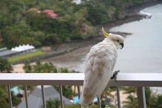 Where We Went: GoNOMAD's Staff Travels 2009 2 Parrot in Queensland, Australia. photo by Kent St. John.