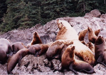 One stop on the Alaska cruise is at a sea lion rookery
