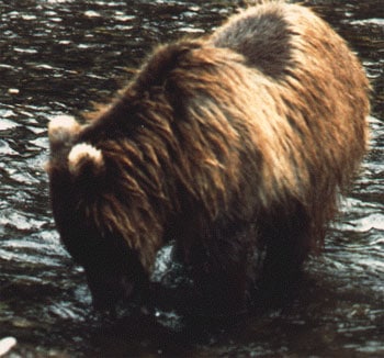 A bear the crew named White Ears with a Salmon in Pack Creek