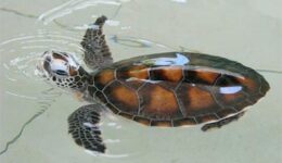 baby-turtle