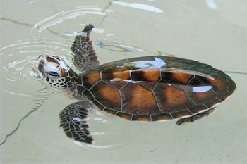 Most of the work involves looking after the 1-to-6-month-old baby turtles.