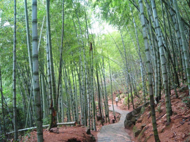 Bamboo Forest of Emerald Valley