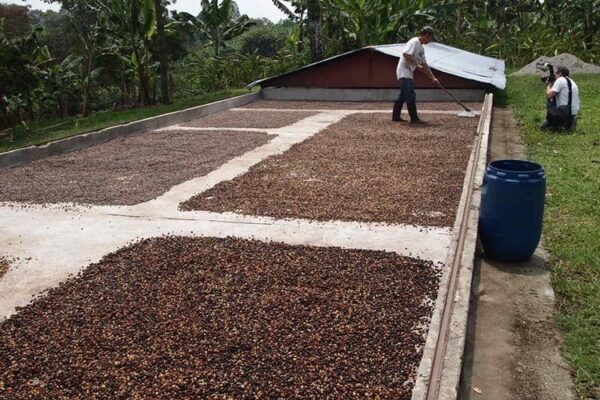 Coffee beans drying at a boutique coffee roasting farm in the Coffee Triangle.