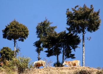 Cows on the trek to Trakota Temple