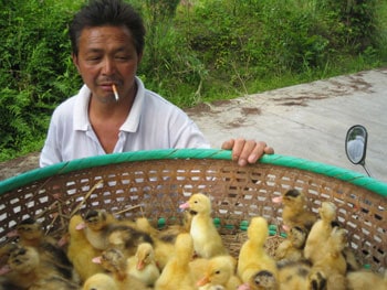 Farmer with ducklings
