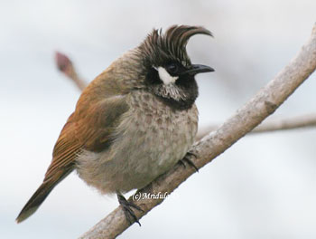 Himalayan Bulbul with a funky Hairstyle