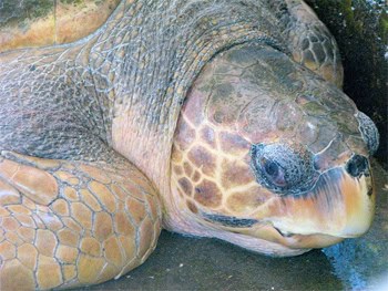 Sheila, a 30-year-old loggerhead turtle, was due to be tagged, released, and tracked by satellite.