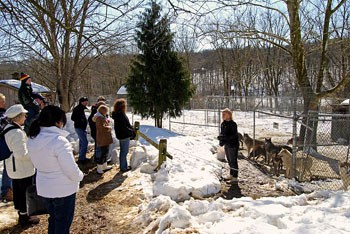 The Speedwell Forge Wolf Sanctuary Tour