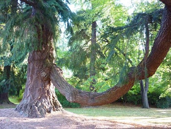 This Douglas fir was sent from America as a seedling by David Douglas himself.