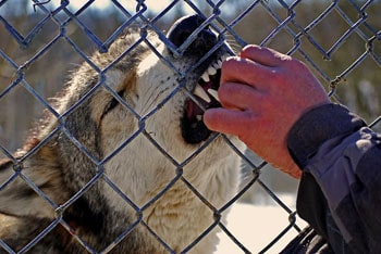 Speedwell Forge Wolf Sanctuary 