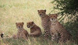 Cheetahs