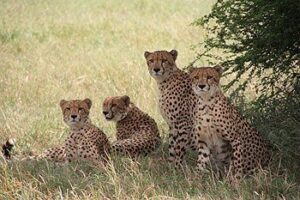 Women-Only South African Safari Cheetahs