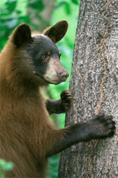 A brown bear at the Vince Shute Wildlife Sanctuary in Minnesota
