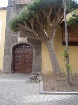 Indigenous dragon tree at the monastery entrance in La Laguna