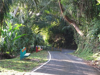 The asphalt road climbs up Cerro Ancon that's lined with jungle-like flora