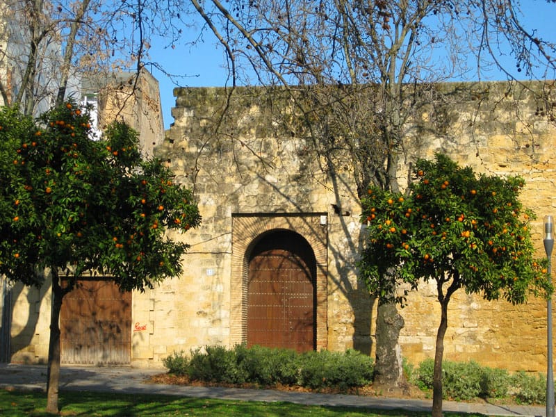 Orange trees line the streets of Cordoba. Photos by Angela Doherty.