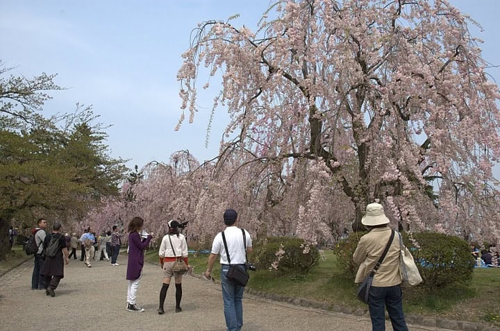 Onsen and Sakura: Experiencing Japan's Cultural Icons 1 Viewing Sakura trees in Japan.