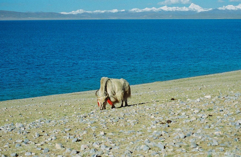 A yak on the Shore of Lake Namtso in Tibet. Photo by Mark LaMonica.