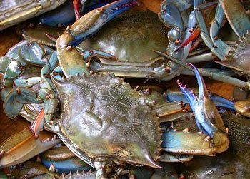 Baltimore is famous for their delicious blue crabs. Photo courtesty of Wikipedia.