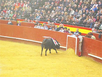 Valencia, Spain: Cheering for the Bull 8 The matador retreats behind a barrier.