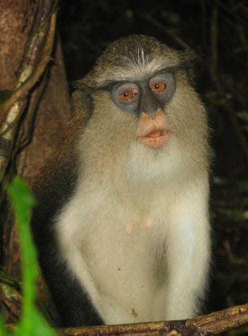 A Mona Monkey in the Tafi Atome Monkey Preserve in Ghana
