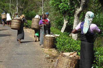 Tea pickers with their baskets