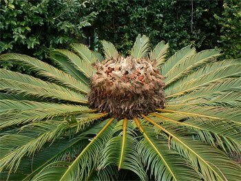 Pineapple on Sao Miguel, in the Azore Islands. photo by Max Hartshorne.