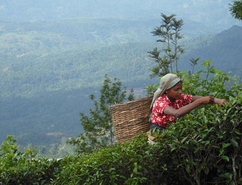 Tea bushes grow on improbably vertiginous slopes in Sri Lanka.