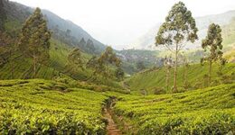 sri-lanka-tea-plantation