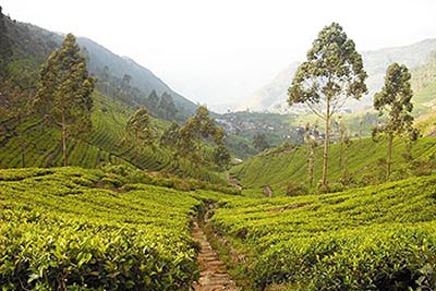 sri lanka tea plantation