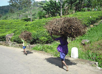 Carrying firewood in Sri Lanka