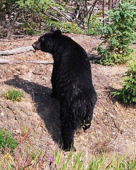 A black bear in the Yukon