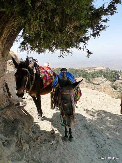 Mules for the climb to Ashetan Maryam