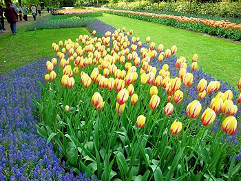 Tulips at Keukenhoff