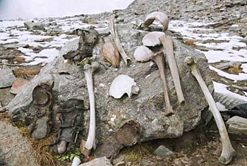 Roopkund, India: A Week-Long Trek to Skeleton Lake 3 The mysterious bones. Photo - Merapahad.com
