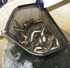 Eels are a favorite, if expensive, bait used to catch stripers.