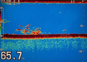 Fish finder shows the striped bass, on the screen. 