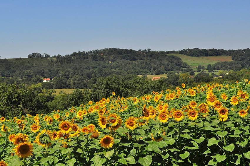 sunflower fields