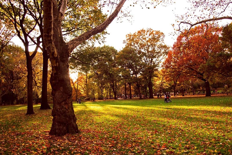 Central Park in Autumn