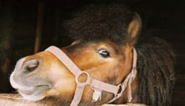 horse