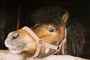 Mednoye, Russia: Agritourism Gains Momentum horse