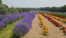 lavender-field