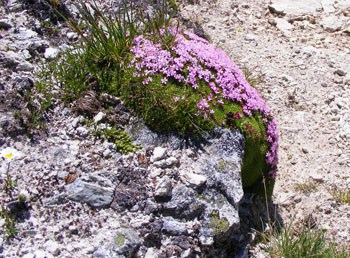 Despite the short, dry season and severe altitude, wildflowers brazenly burst forth all around.