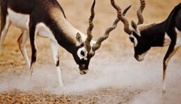 blackbuck