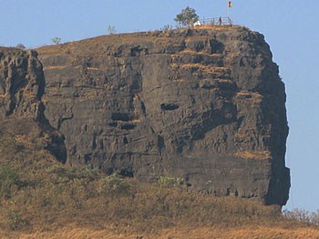 Sacred Trees: Mumbai's Green Ambassadors 6 A small Vitex mint-tree marks our ascent up the back of the Cobra's Hood.