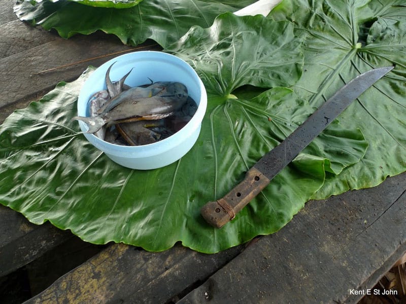 A fish feast in Samoa